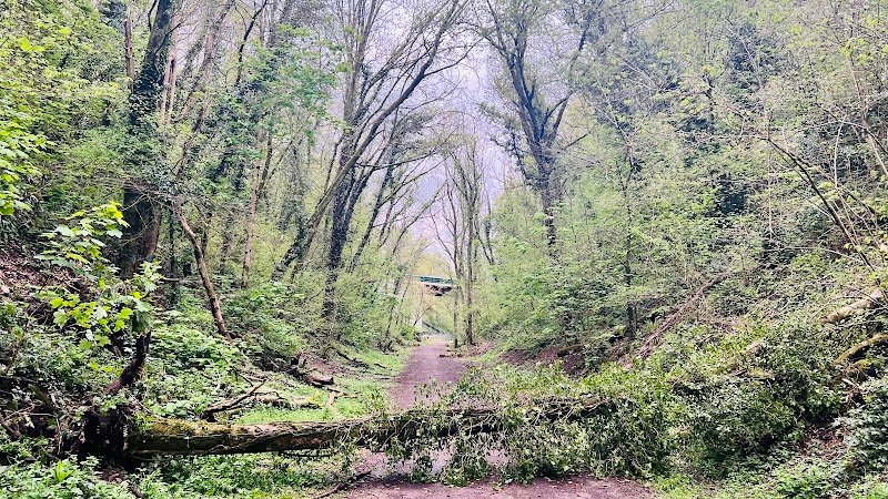 Coryton Heronry