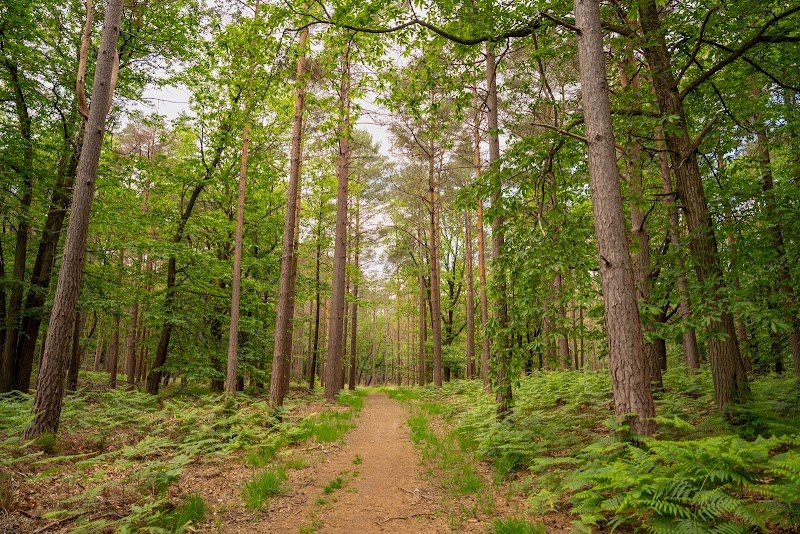 Swinley Forest