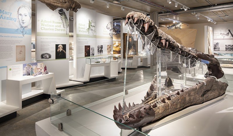 Dorset Museum & Art Gallery