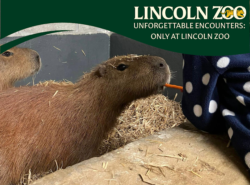 Lincoln Zoo