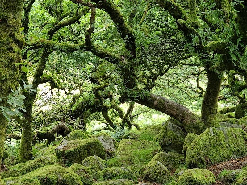Wistman's Wood