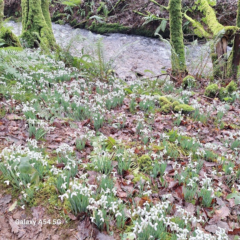 Snowdrop Valley Information Point