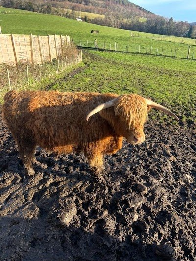 The Highland Coo Experience