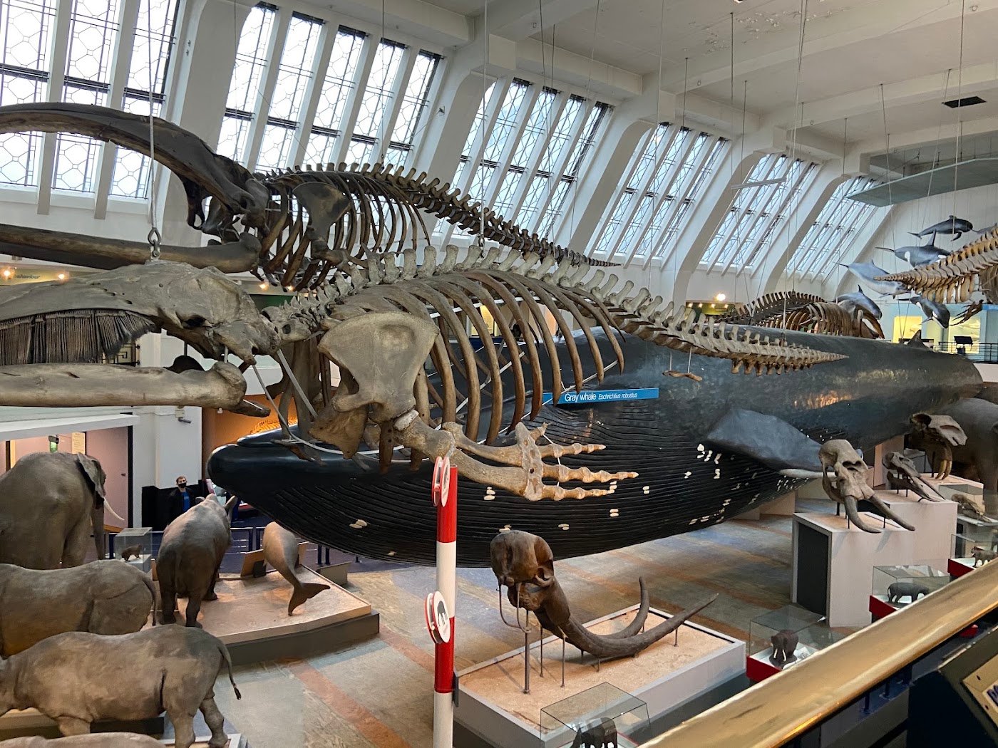 Natural History Museum London