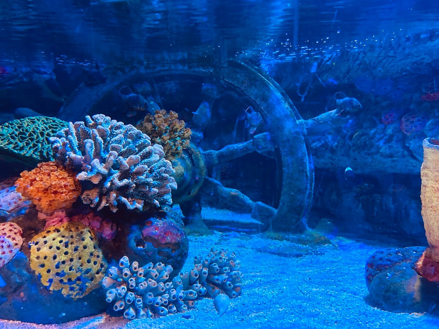 SEA LIFE Birmingham