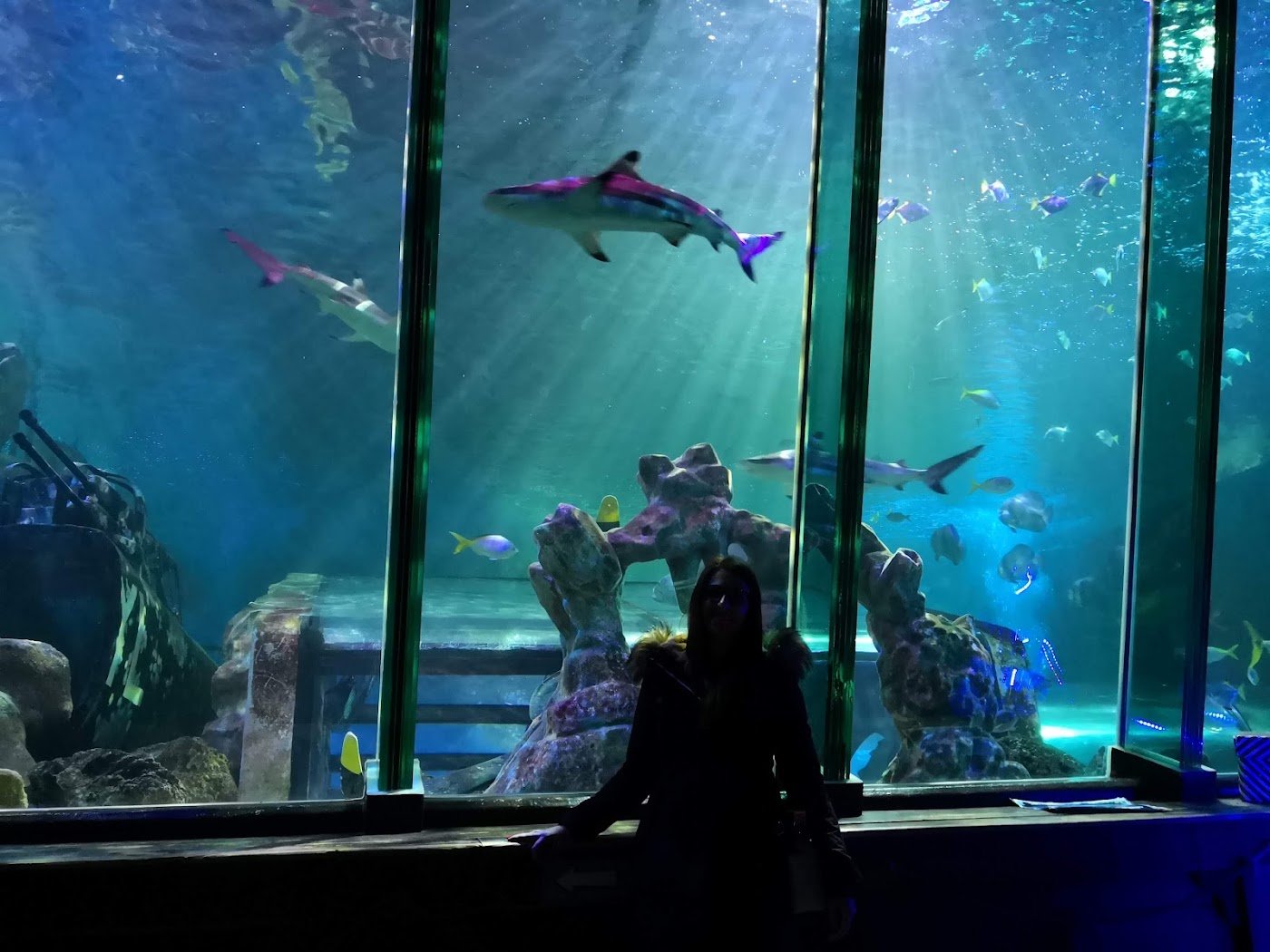 SEA LIFE Blackpool