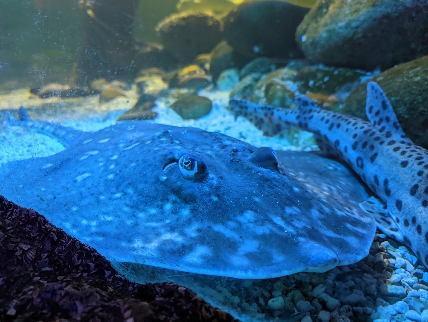 SEA LIFE Blackpool