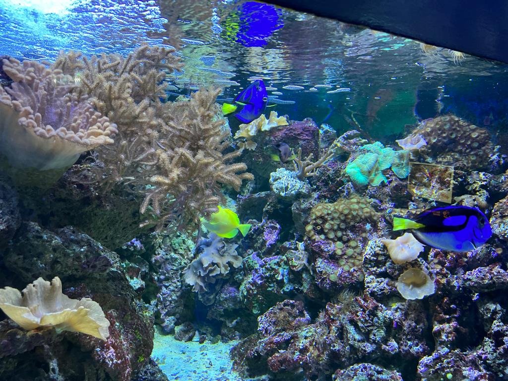 SEA LIFE Blackpool