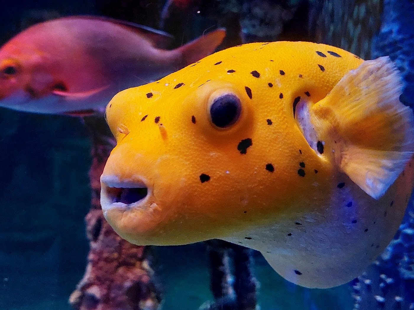 SEA LIFE Manchester
