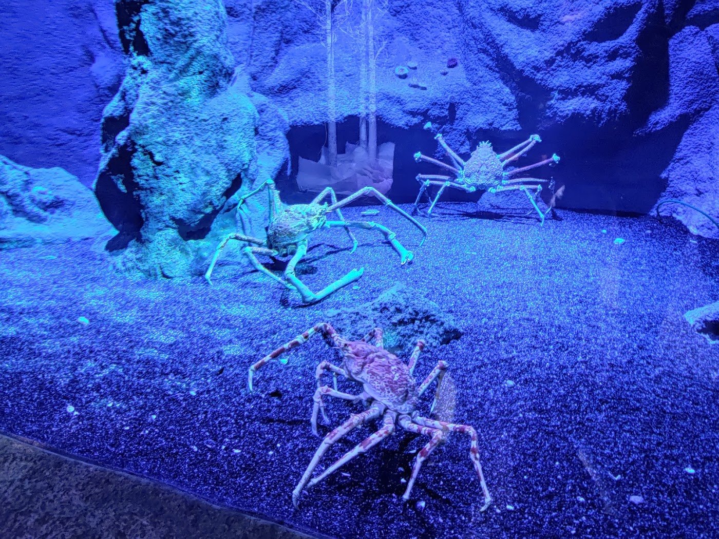 SEA LIFE Manchester